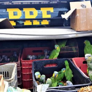 Operação policial resgata mais de 450 aves em situação de maus-tratos no Sul da Bahia