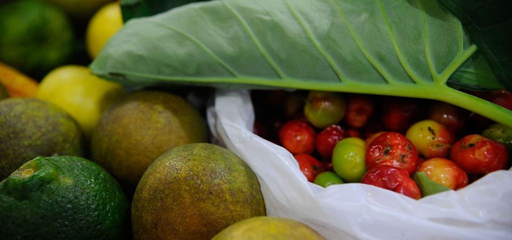 ONU: 931 milhões de toneladas de alimentos foram para o lixo em 2019