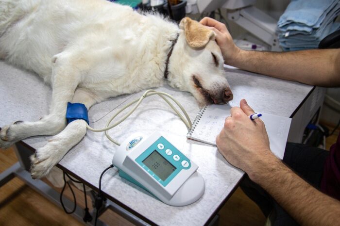 Vereador propõe criação de Hospital Público Veterinário em Alagoinhas