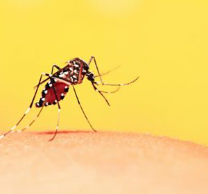 Bahia tem redução de 60% a 85% dos casos de Dengue, Zika e Chikingunya em 2021