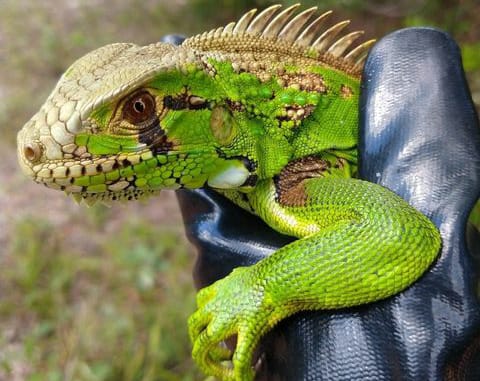 Animal silvestre é resgatado no bairro Santa Terezinha em Alagoinhas.