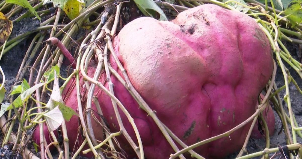 Agricultora colhe batata doce gigante no quintal de casa em Itagimirim: ‘Me surpreendi’