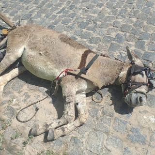 Resgate de equino vítima de maus-tratos na praça Kennedy em Alagoinhas.