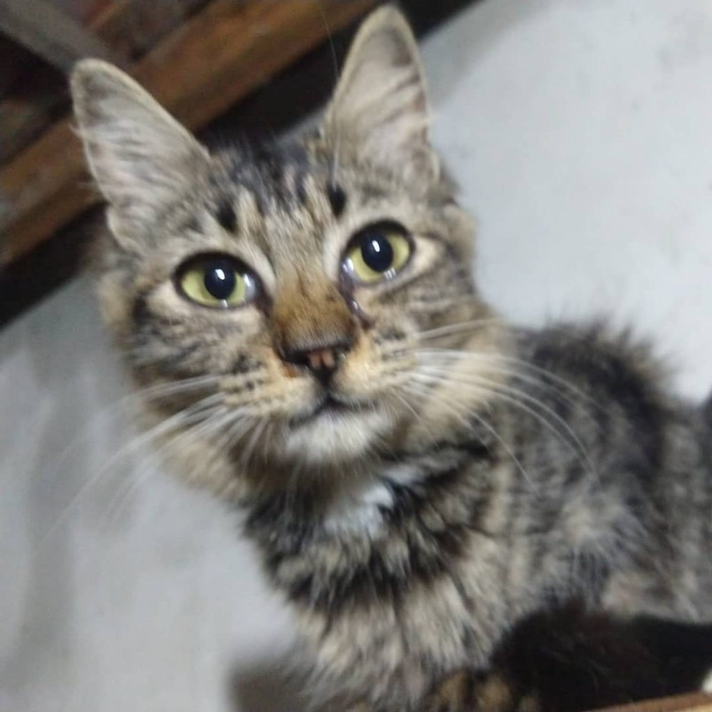 Resgate de canino e felinos pelo AGA na Praça Kennedy em Alagoinhas.