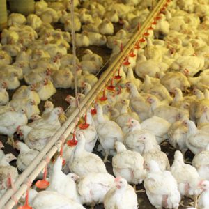 Produção de ovos e abate de frangos batem recordes na Bahia