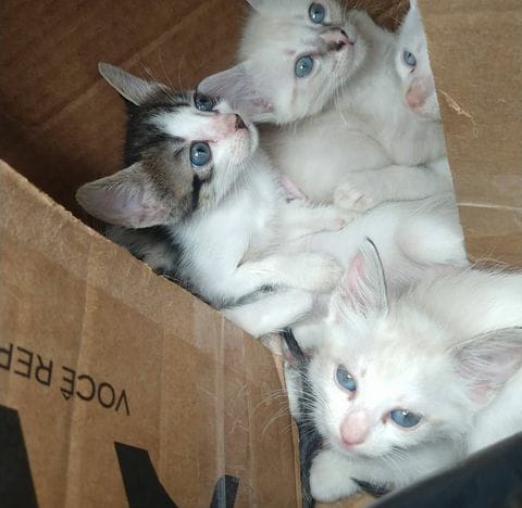Animais abandonados foram resgatados em Alagoinhas