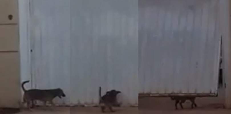Cachorro inteligente sai para passear e consegue abrir portão de casa sozinho ao voltar; veja vídeo