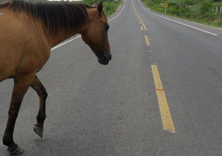 Homens atravessam cavalos na pista para roubar passageiros de ônibus na BR-101