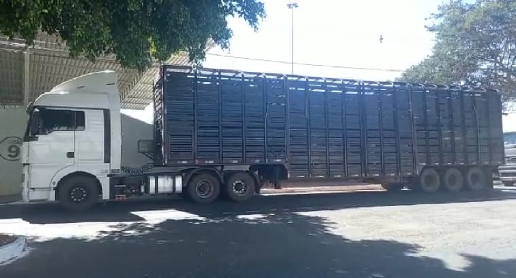 PM recupera, em Janaúba, 140 cabeças de gado roubadas na região de Uberlândia