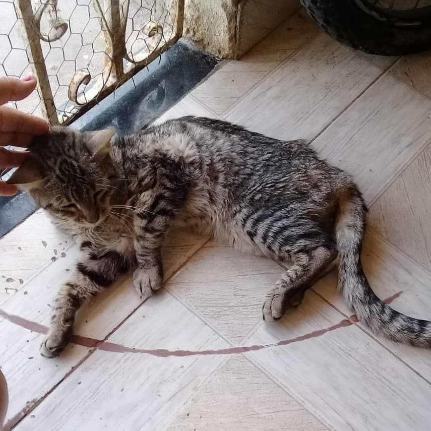 Animal vítima de maus-tratos foi resgatado em Alagoinhas