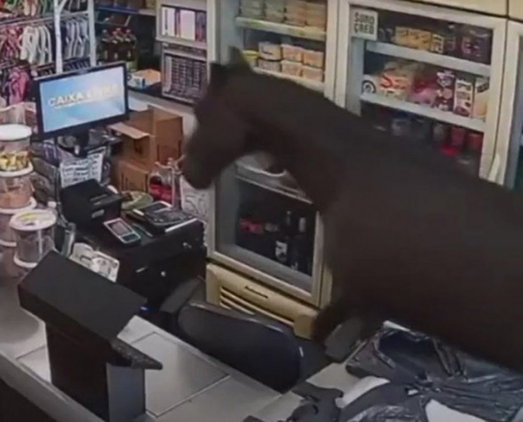 A galope: o dia em que um cavalo resolveu “fazer compras” dentro de um mercadinho na Bahia; ninguém esperava