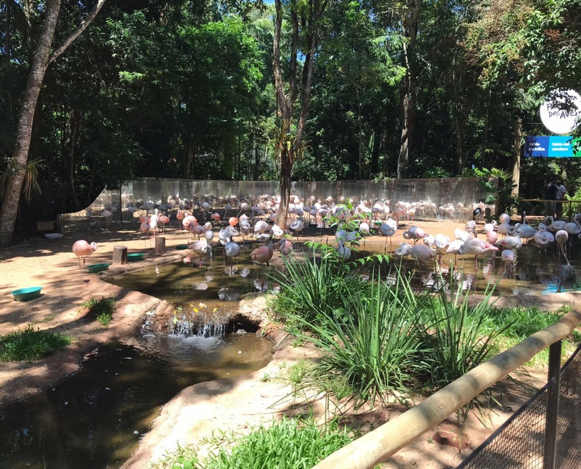 Tragédia: onças fazem ataque e matam 172 flamingos em um dos parques mais visitados do Brasil; “dia muito difícil”