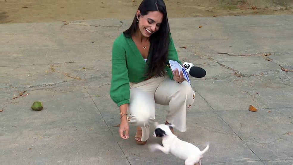 VÍDEO: cachorrinha invade entrada ao vivo no Bom Dia Rio