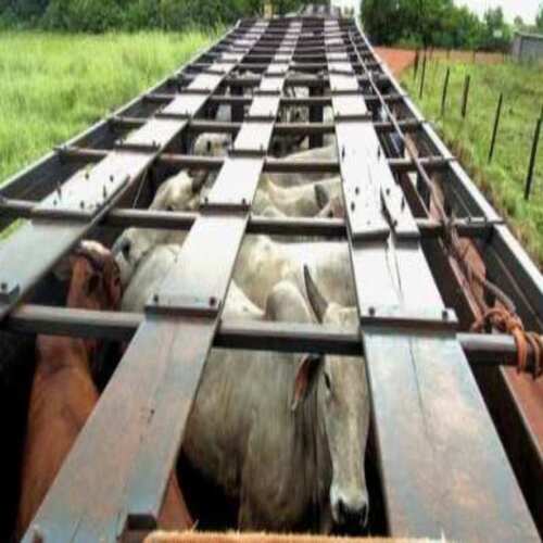 Caminhão carregado com mais de 10 cabeças de gado é tomado de assalto na zona rural de Alagoinhas