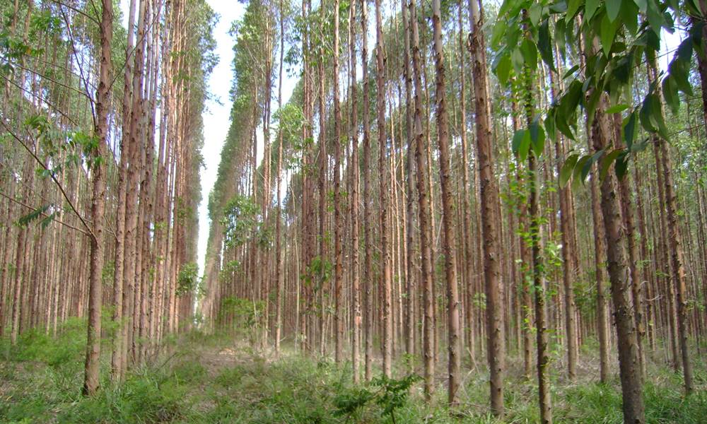 Corpo em estado de decomposição foi encontrado em plantação de eucaliptos em Alagoinhas