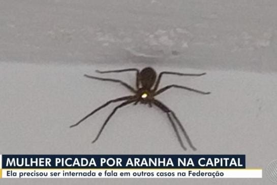 Mulher é internada após ser picada por aranha no bairro da Federação