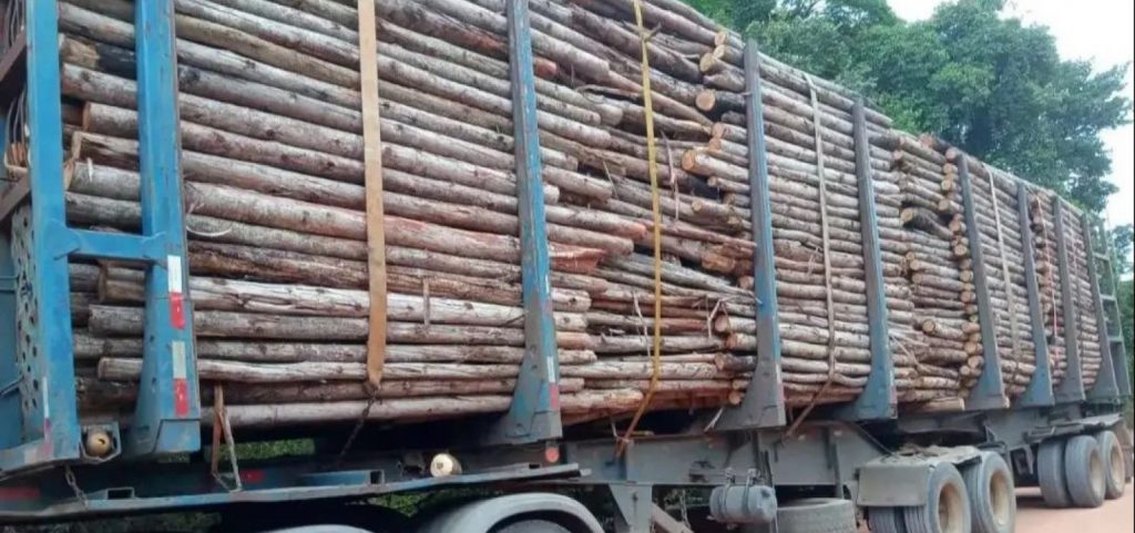 Motorista de caminhão é preso com carregamento ilegal de madeira no sul da Bahia