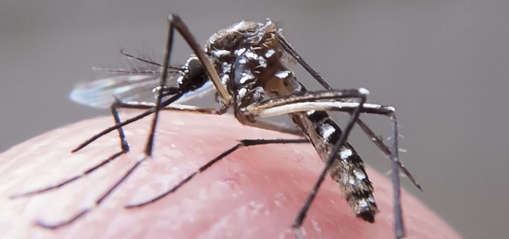 Instituto Butantan produz vacina contra dengue que gera resposta imune em 90% dos voluntários
