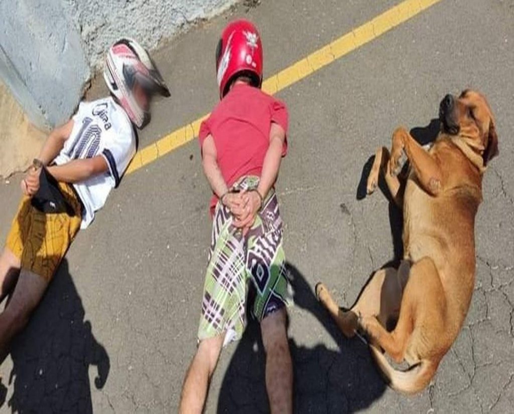 “Cachorro parceiro” deita ao lado de suspeitos durante abordagem no Paraná e viraliza