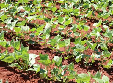 Efeito guerra: Empresas protelam vendas de fertilizantes, e preços explodem