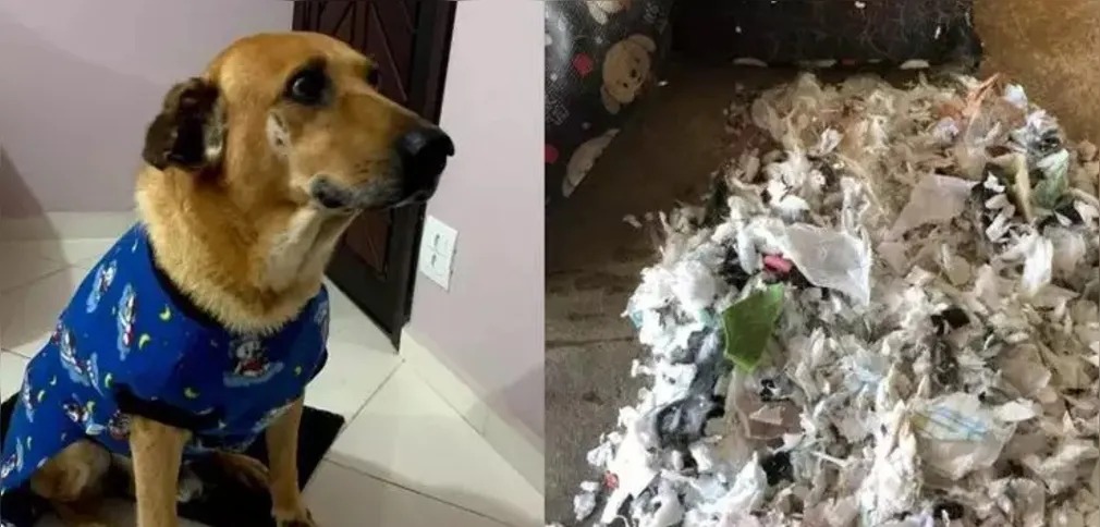 Cachorro rasga colchonete e dona encontra absorventes usados em vez de espuma
