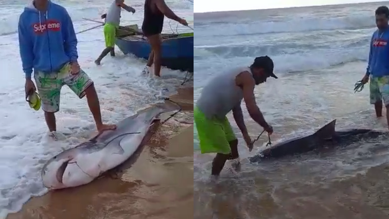Vídeo: Pescadores encontram tubarão em Sauípe, no Litoral Norte; moradores recebem alerta