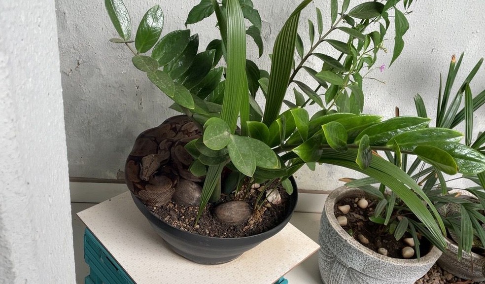 Susto: casal encontra jiboia camuflada em vaso de planta