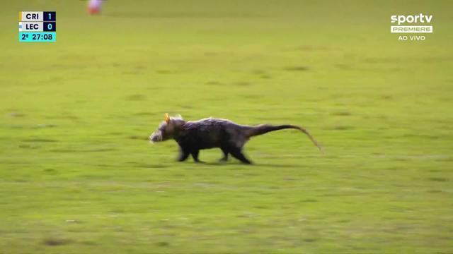 Gambá invade o gramado durante jogo Criciúma na Série B do Brasileiro; veja vídeo