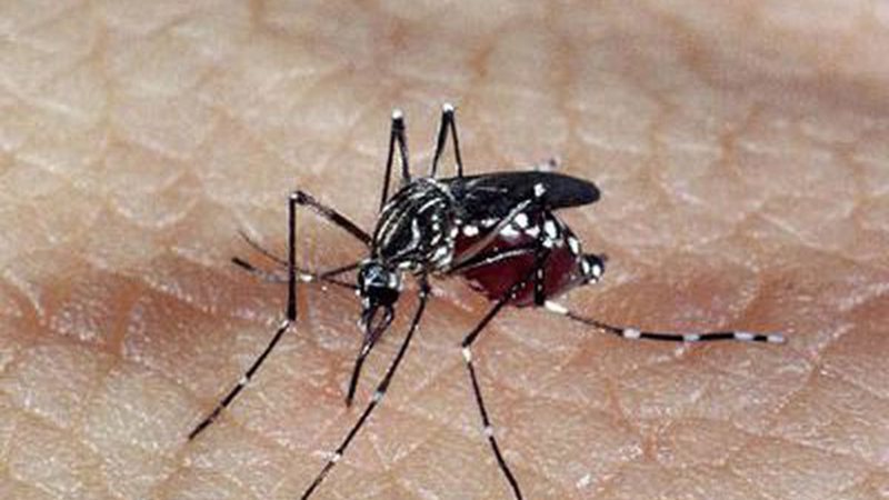 Casos de dengue em todo o país aumentam 95% em relação a 2021