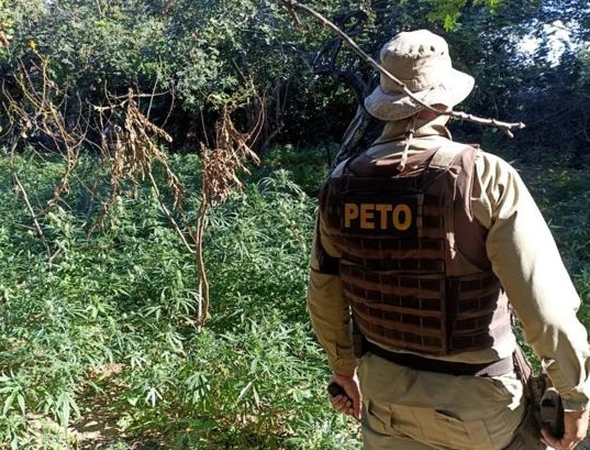 Polícia localiza e queima 29,5 mil pés de maconha no norte do estado