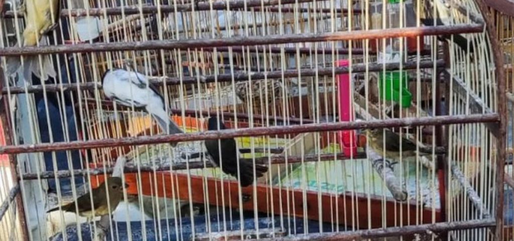 Operação de combate à caça ilegal resgata 50 animais silvestres no extremo sul da Bahia