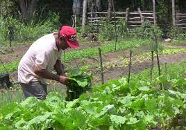 Prefeitura de Alagoinhas faz mapeamento de agricultores familiares para cadastro no Programa Alimenta Brasil