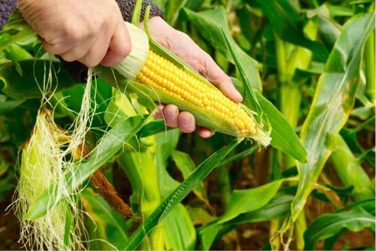 Colheita de milho do Brasil atinge 90,9% da área, diz Pátria AgroNegócios