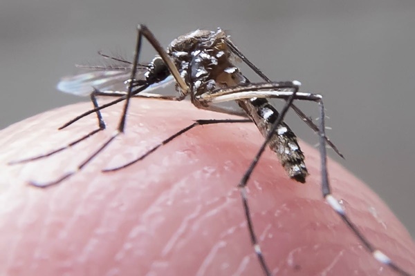Casos de zika sobem mais de 80% na Bahia em 2023