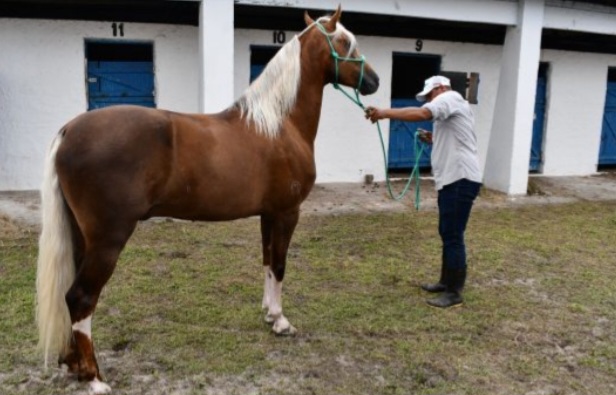 1ª Expo Alagoinhas do Mangalarga Marchador consolida expansão na criação de cavalos em Alagoinhas e região