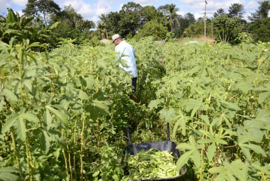 Prefeitura de Alagoinhas inicia Cadastro do Agricultor Familiar