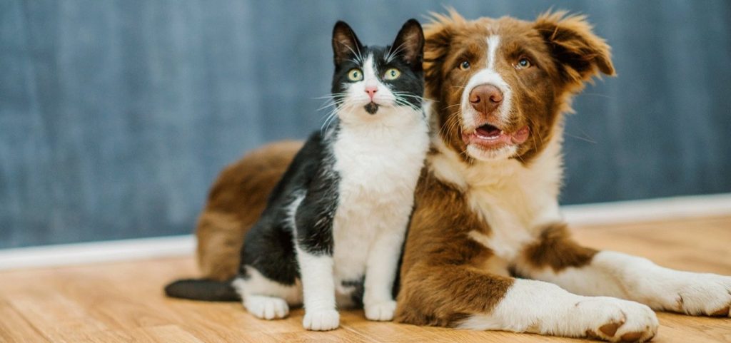 Projeto de lei proíbe consumo de carne de cães e gatos no Brasil